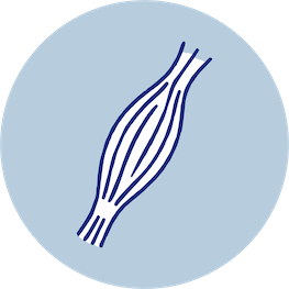 Unidad de músculo y tendon
